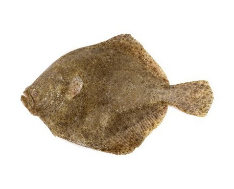 Ma poissonnière - Turbot vidé la pièce 1,5 kg (scophthalmus maximus)