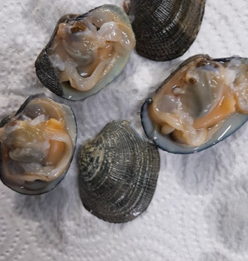 Les Huîtres Courdavault Alain & Fils - Palourdes d'élevage de nos Marais 1 Kg