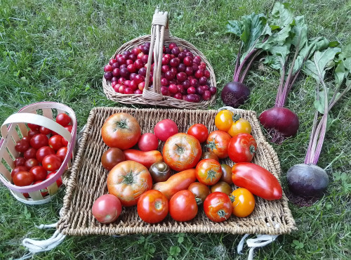 LES JARDINS DE KARINE - PANIER modulable Fruits et Légumes ROUGES