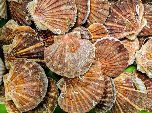 Ocean Frais - Coquilles Saint Jacques - 1kilo