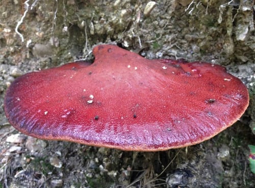 Des Poules et des Vignes à Bourgueil - Langue de bœuf (Fistulina hepatica) – Champignon sauvage