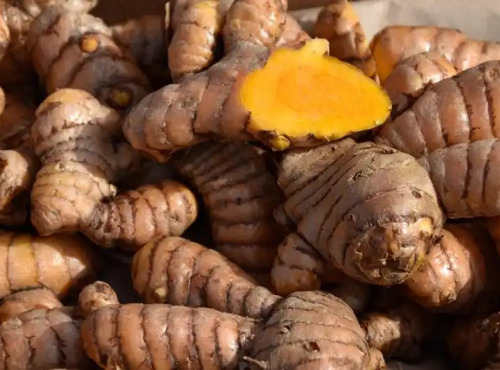 L’Oliveraie du Coudon - CURCUMA FRAIS DÛ DOMAINE