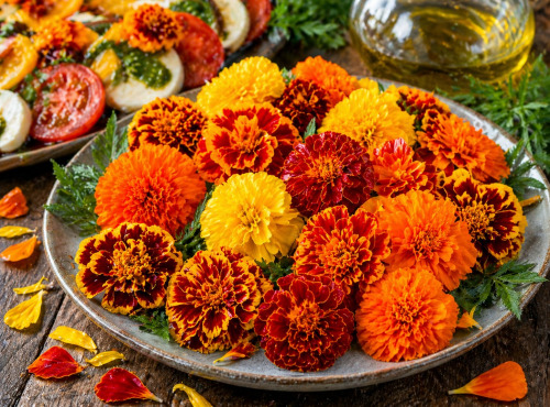 Nature et Saveurs - Ferme Aquaponique et Permacole Astérienne - Tagète Œillet d’Inde Fleurs– éclat et relief en cuisine