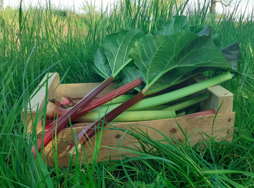 Les Vergers de la Vautée - Rhubarbe Bio