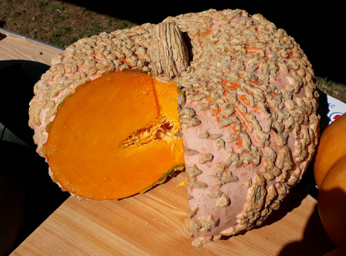 Ferme de Cernunnos - Cubes de courge Galeuse d'Eysine