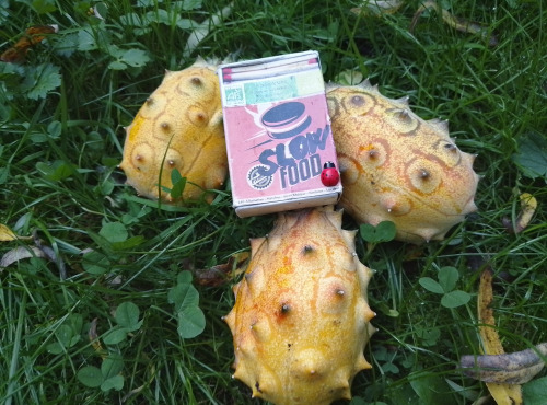 LES JARDINS DE KARINE - Kiwano/Concombre africain - 1kg