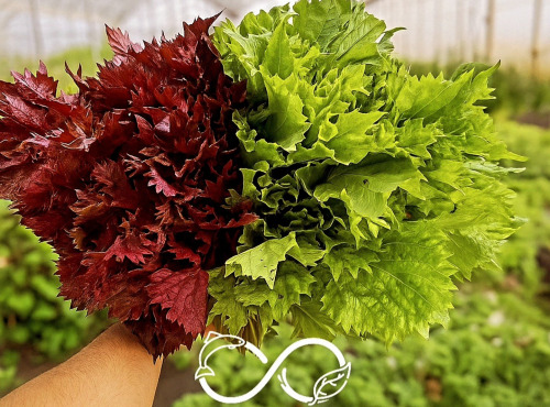 Nature et Saveurs - Ferme Aquaponique et Permacole Astérienne - Shiso vert & shiso pourpre – Feuilles gastronomiques fraîches