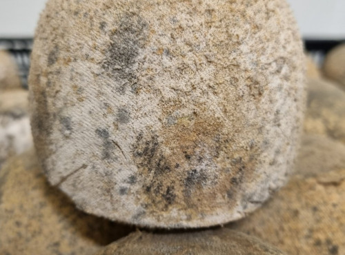 La Finarde - boulet de Cassel