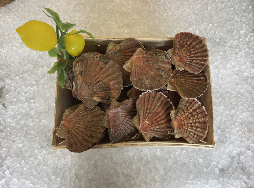 Laurenti et fils - coquilles Saint-Jacques vivantes- 6kgs