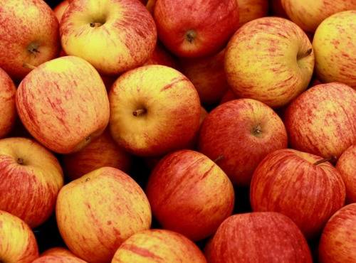 Maréchal Fraicheur - Pommes Gala - 1 kg