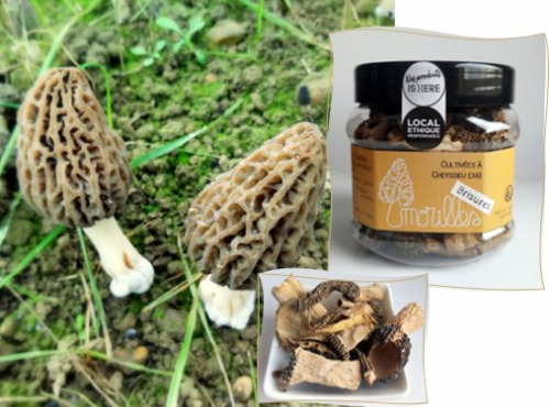 L'Agricueilleur du Suzon - Morilles françaises Bio brisures
