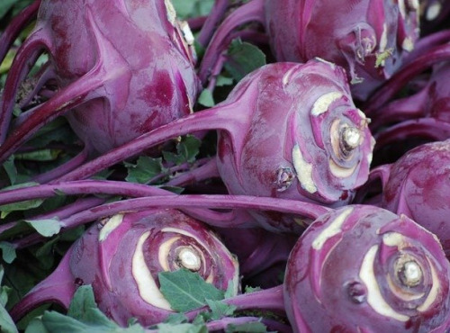 Les Jardins de Gérard - Chou rave Violet Bio - 1 à 3 pièces selon le poids