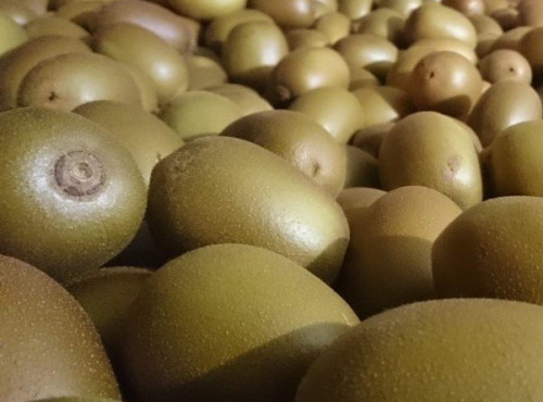 Verger Nantes Prim - Lot de kiwis jaunes et verts 4kg
