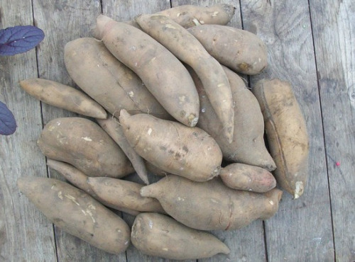 HERBA HUMANA - Poire de Terre ou Yacon 5kg