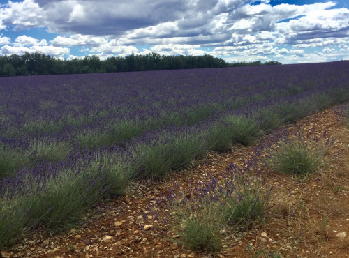 Rucher du Viala - Coffret Bois Deux Miels