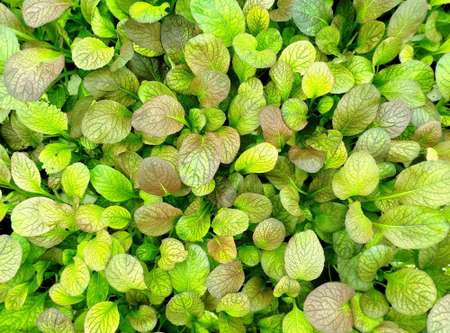 Nature et Saveurs - Ferme Aquaponique et Permacole Astérienne - Mesclun gastronomique — Tatsoï Métissé (Jeunes Feuilles)
