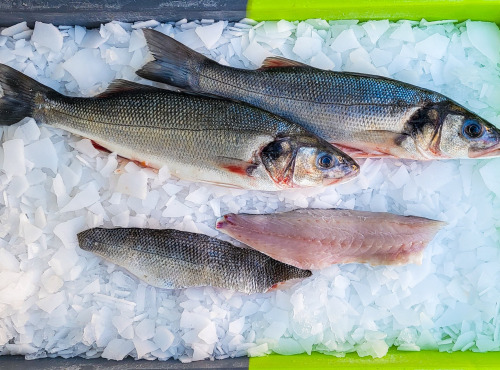 Ocean Frais - Filets de Bar franc - lot de 6 filets
