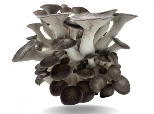 Naturélium - Le black pearl 1kg