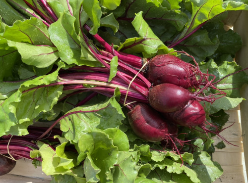 Le Potager de Sainte-Hélène - betterave botte