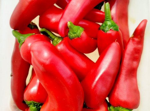 Nature et Saveurs - Ferme Aquaponique et Permacole Astérienne - Piment Goria – Le piment doux qui enflamme les assiettes