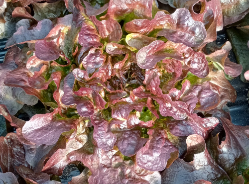 Ferme Joos - Salade Feuille de chêne rouge