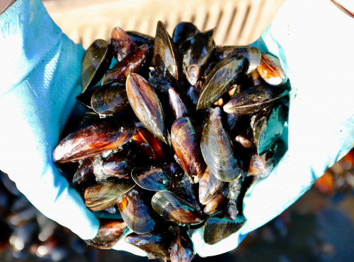 La Paysanne des Mers - Moules sauvages de Pays - 5kg