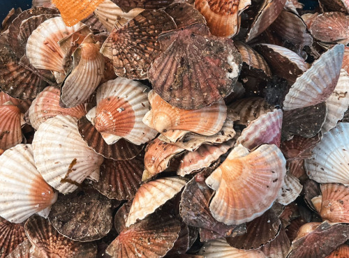 Saint Kerber - Cancale - (PRECOMMANDE) Saint Jacques de Saint Malo - 12 kg