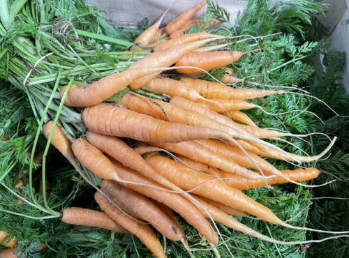 Le Potager de Sainte-Hélène - Botte de carottes
