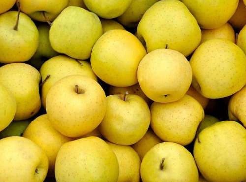 Les Jardins de Gérard - Pomme Golden Bio - 1 kg