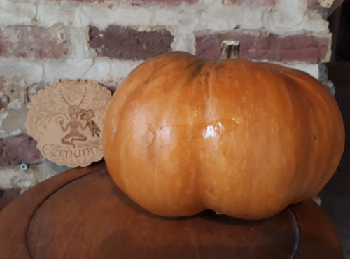 Ferme de Cernunnos - Petite courge musquée de Provence (entière)