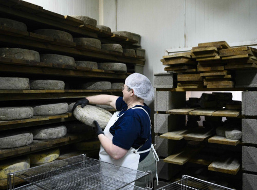 GAEC Les Perce-neige - Tome a l ail des ours 1/2   3,2KG