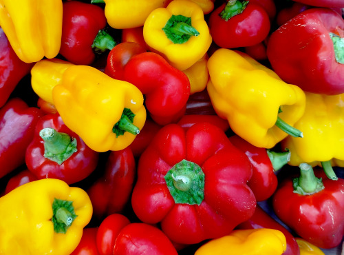 Nature et Saveurs - Ferme Aquaponique et Permacole Astérienne - Petits poivrons gourmands : couleurs et saveurs