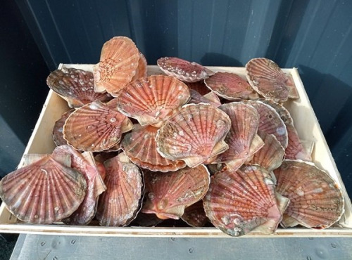 Les coquilles de Gwen - Coquilles Saint Jacques Bretonnes vivantes - 5kg