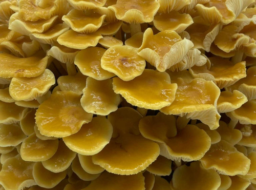 Naturélium - Le golden enoki 500g