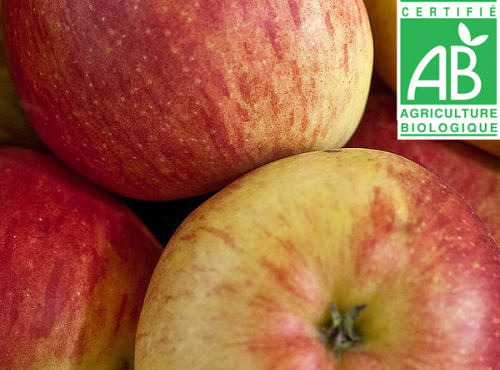 Mon Petit Producteur - Pomme Bio Boskoop - 3kg
