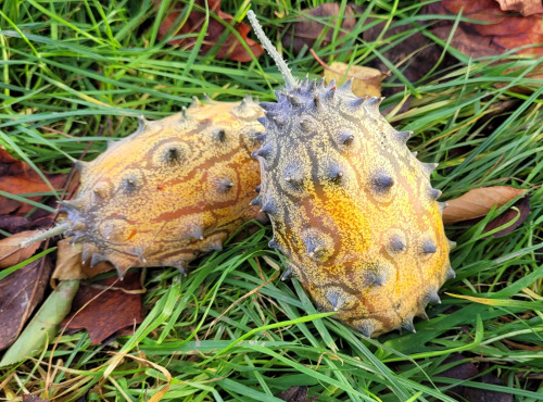 Le Pré de la Rivière - Kiwano bio lot de 2 - Origine France