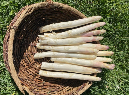 Des Poules et des Vignes à Bourgueil - Asperge d’Anjou