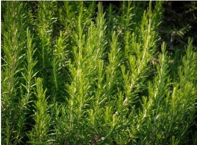Les Herbes du Roussillon - Romarin frais - 9kg