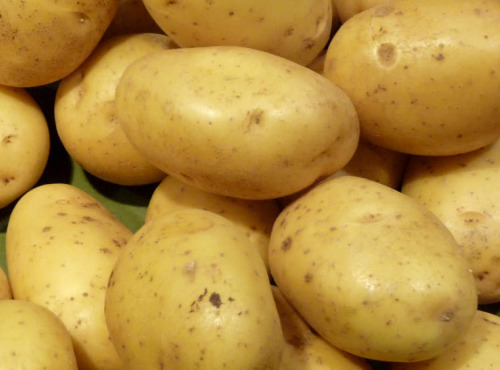 La désirée d'Ide - Pomme de terre "Monalisa" Bio