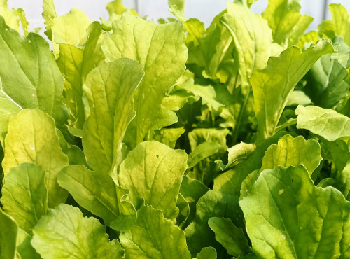 Nature et Saveurs - Ferme Aquaponique et Permacole Astérienne - Roquette Cultivée