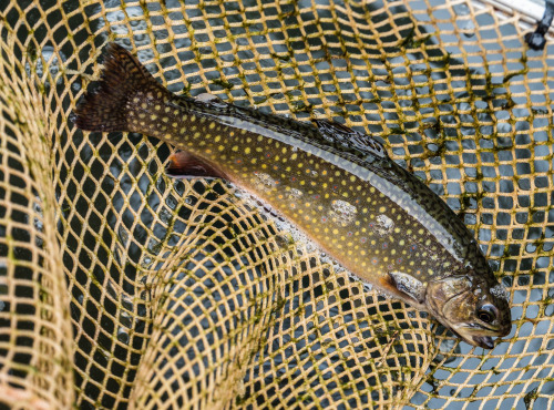 Pisciculture des eaux de l'Inval - 2 Ombles De Fontaine Vidés Sous Vide Minimum 225 Gr Chacun