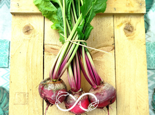 Nature et Saveurs - Ferme Aquaponique et Permacole Astérienne - Betterave Chioggia avec Fanes