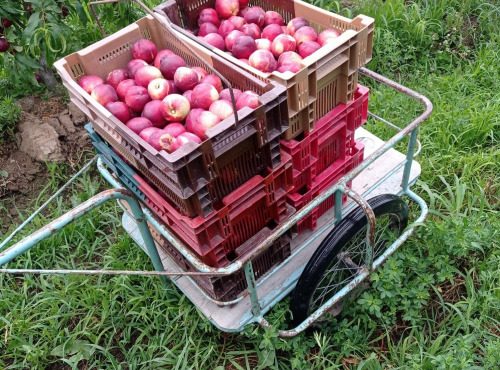 Massot Delphine et Garrigue Marc - Pêches  ou Nectarines Biologique du Roussillon pour Jus, Compote ou confiture