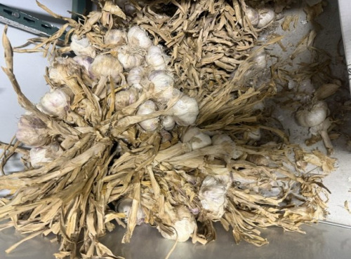 L'OLIVERAIE DU COUDON - AIL VIOLET  NOUVELLE SAISON  5 KG ### PROMO ####