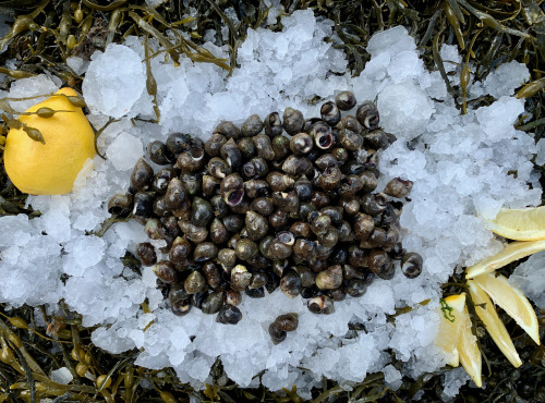 Thaëron - Bigorneaux cuits - Barquette de 1kg