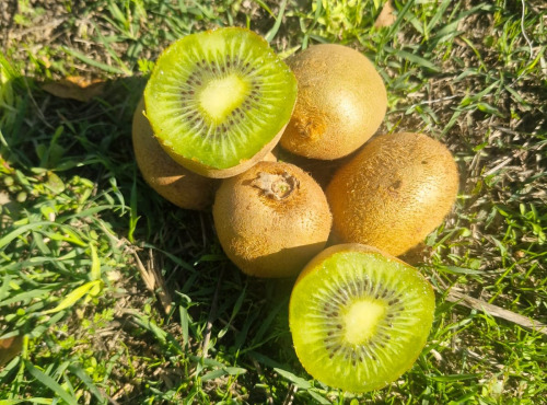 LES VERGERS DE BRAVONE - KIWIS VRAC NON BIO