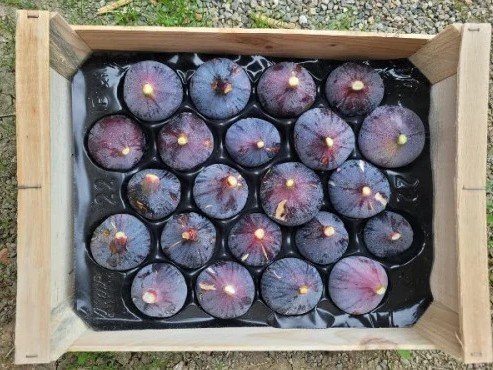 Figaro - Figues bio congelées 2kg