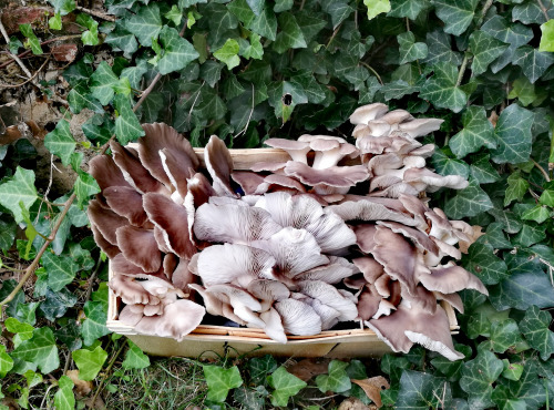 Champignons Bio du Sud Ouest - Pleurotes marrons Bio - 250gr