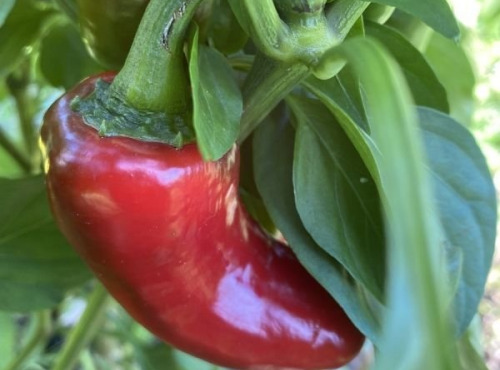 La Cabane à plantes - Piment Jalapeños 100g