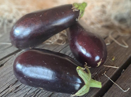 Les Jardins de Gérard - Aubergine violette Bio - 1  kg